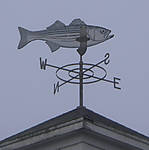 Cutty_Striper.jpg