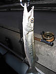 barracuda04_19_07.jpg