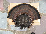 turkey_feathers.jpg