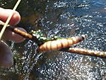 IMG_20130430_134801.jpg