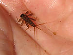 mayfly.jpg