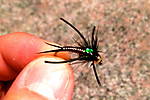 CJ_Nymph_8_59_39_AM.jpg