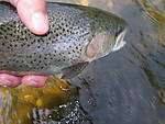 Farmington_River_LTMA_bows_and_browns_5-21-12_002.jpg