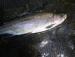 Farmington_River_LTMA_bows_and_browns_5-21-12_003.jpg