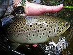 Farmington_browns_5-26-13_002.jpg
