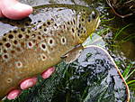 Farmington_browns_6-16-13_001.jpg