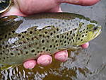 Farmington_browns_6-16-13_002.jpg