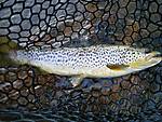 Farmy_brown_07272010.JPG