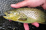 Holdover1_5-15-13.jpg