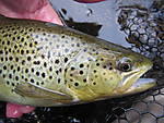 Holdover2_5-15-13.JPG