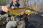 wild2013brown.JPG