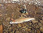 pulaski_3-3-2010_012.jpg