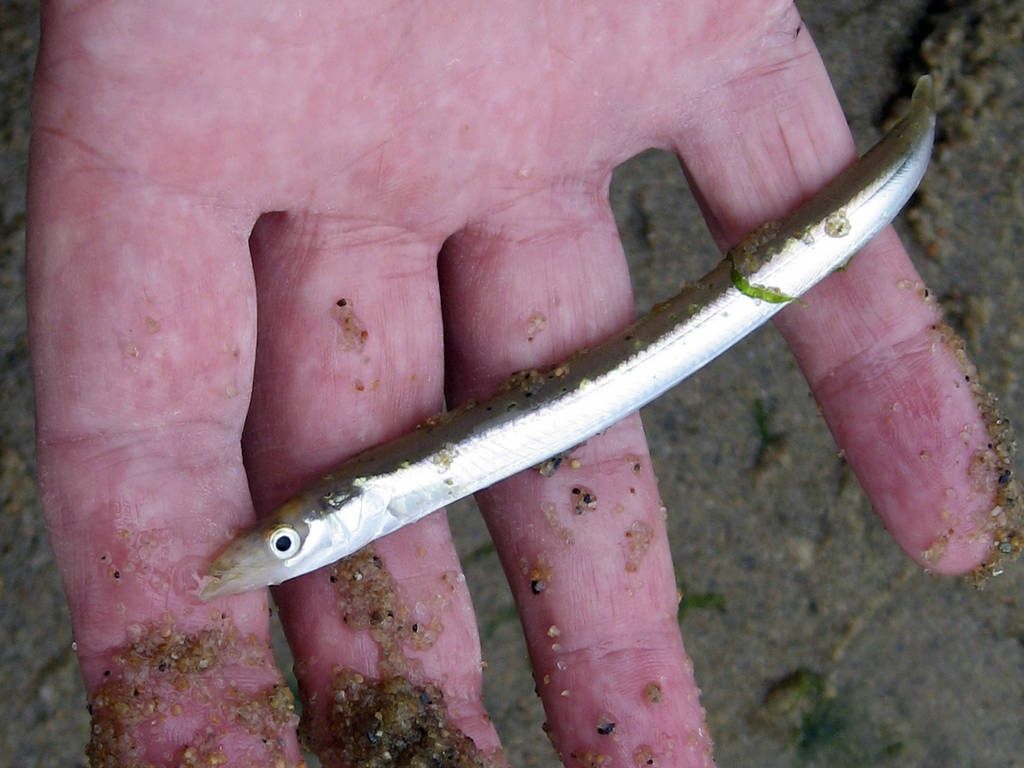 Large Sand Eel